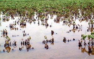Cotton crop damaged by stagnating rain water in village Midhu Khera
