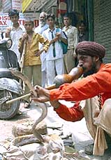 A snake charmer plays his gourd flute