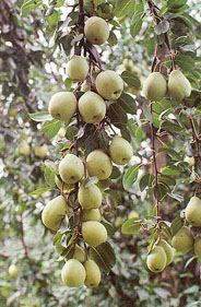 Pluck the pear fruit by giving it a gentle, upward twist