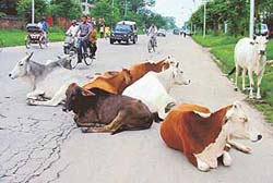 Stray cattle block a road in Chandigarh after the municipal corporation stalled cattle-catching plans.