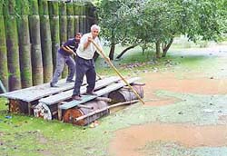 Nek Chand uses wooden planks to wade through the �virtual lake� created due to extensive waterlogging in the Lake Reserve Forest Area adjoining the third phase of the Rock Garden.