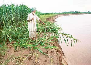 A farmer shows the damage caused by the Ghaggar river