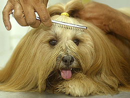 A dog trainer brushes the hair