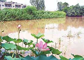 Beautiful varieties of lotus procured from Kashmir bloom in the wetland lying between TTTI and the Municipal Nursery in Sector 26