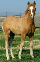 Prometea, the world's first cloned horse from an adult cell, taken from the horse who gave birth to her, stands on a field in Cremona, northern Italy