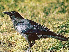 Crows live in groups that have a strict pecking order