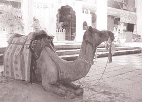 Photo Parvesh Chauhan