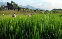 Farmers work at a blooming paddy field in Srinagar's Anantnag district 