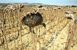 A view of a sunflower field near Toulouse, France