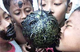 Children try to bite coins out of an oiled melon during the celebration of Indonesia's 58th Independence Day