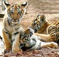 Tiger cubs, which were abandoned by their mother