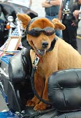 Bear, a nine-year-old Chow Chow dog, sits on the passenger seat of his master Mike Kelley's bike 