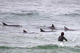 A lone surfer keeps an eye on a pod of dolphins