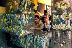 Bird selling at its full flow at a weekly bird market in Kolkata