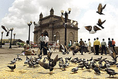 Animal lovers are thrilled to see the pigeons return to the Gateway of India in Mumbai