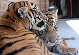 Hope and Cathay, two South China tiger cubs of the Gonggong breed