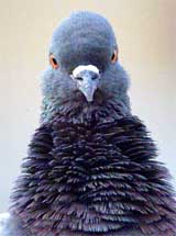 A pigeon shakes his neck to get rid of rainwater in New Delhi 
