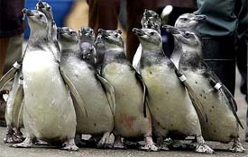 Thirteen penguin chicks waddle their way towards their new home on Penguin Island