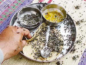 The housefly menace in the Raipur Rani