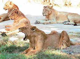 Lionesses after having been administered contraceptive by the Chhat Biz Zoo authorities.