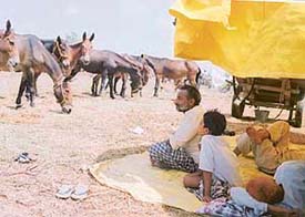 mule traders wait for buyers