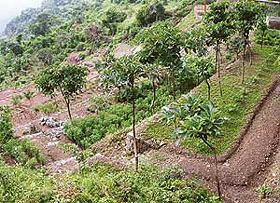 A view of the herbal garden set up by the Forest Department at Morni, where over 100 varieties of herbs have been planted.