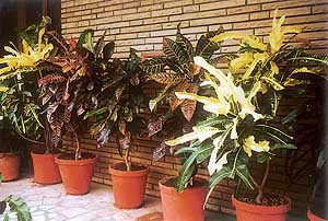 Crotons retain their colourful foliage best in semi-shade conditions