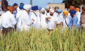 Leaders of various kisan unions examine paddy crop grown in a field without puddling at a village near Samrala