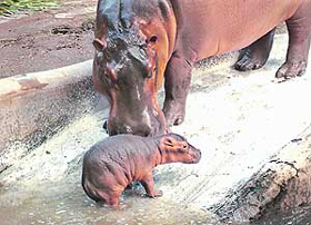 Mother hippo nudges her two-day-old calf as it comes out of the pond at the hippopotamus enclosure of the Chhat Bir zoo on Thursday.