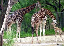 The female giraffe calf born at the National Zoological Park in New Delhi
