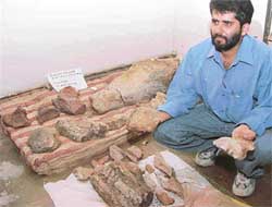 Dr Ashu Khosla with the fossilised skeletal parts and eggs of dinosaurs at the Department of Geology, Panjab University.