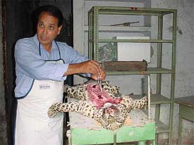 Dr R.P. Kalia, veterinary surgeon, performs postmortem