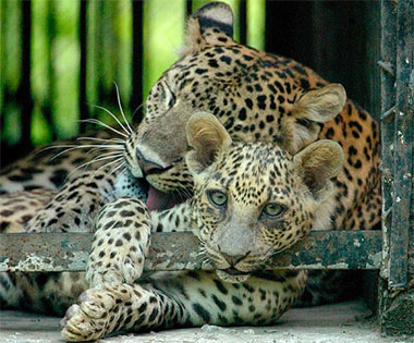 A leopard sleeps with its two-month-old cub in their enclosure