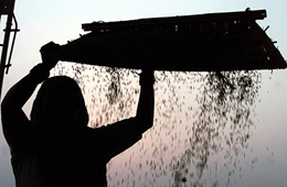 A labourer uses a winnowing tray to separate grains from chaffs at a grain market in Amritsar 