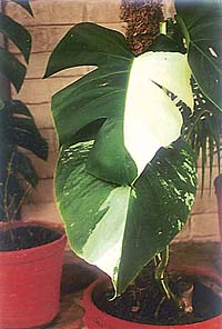 A rare variety of monstera that has variegated leaves
