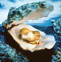 Oysters don�t have physical contact for mating