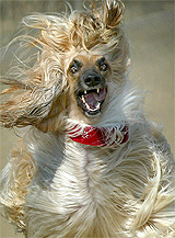 An Afghan hound races around a 400m circuit at Staplehurst