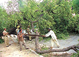 Workers under the watchful eyes of the police hurriedly remove a tree which had fallen on the busy Deen Dayal Upadhaya Marg which was also the route of the Deputy Prime Minister L.K. Advani�s motorcade on Monday