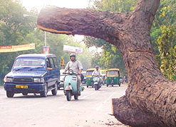 While the branches of this tree, which fell across the Deen Dayal Upadhyay Marg on Monday, were cleared in a jiffy as the Deputy Prime Minister had to pass that way, the massive trunk continues to remain where it fell, a serious traffic hazard on the busy road.