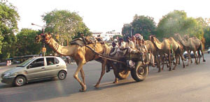 Ship of the desert runs aground.