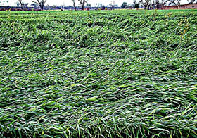 Flattened paddy crop spread over a large area at Lakhewali village