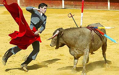 Spanish apprentice bullfighter Alvaro Jimenez 'El Cuenca' jumps after driving a sword into a young bull 