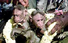 Two monkeys tie the wedlock in Chennai