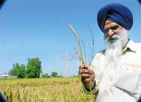 A farmer shows his paddy crop that was damaged due to a hailstorm 