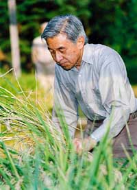 Japan's Emperor Akihito harvests paddy at a farm on the Imperial Palace grounds in Tokyo 