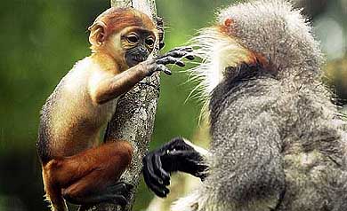 A baby Douc langur reaches for its mother