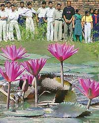 Students admire a lotus in a pond at Nature Park, Sector 26, on the occasion of National Wildlife Week celebrations in Chandigarh 