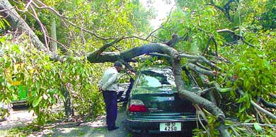 The occupants of this car had a miraculous escape when a branch of an old Jamun tree suddenly fell on the busy Ashok Road near the BJP office