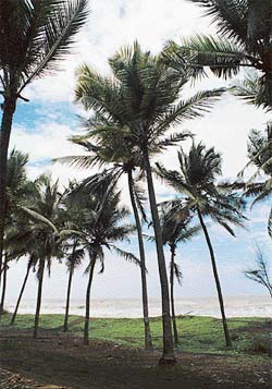 Trees on the picturesque beach