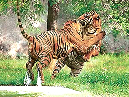 Holiday is a play time for these Royal Bengal Tigers